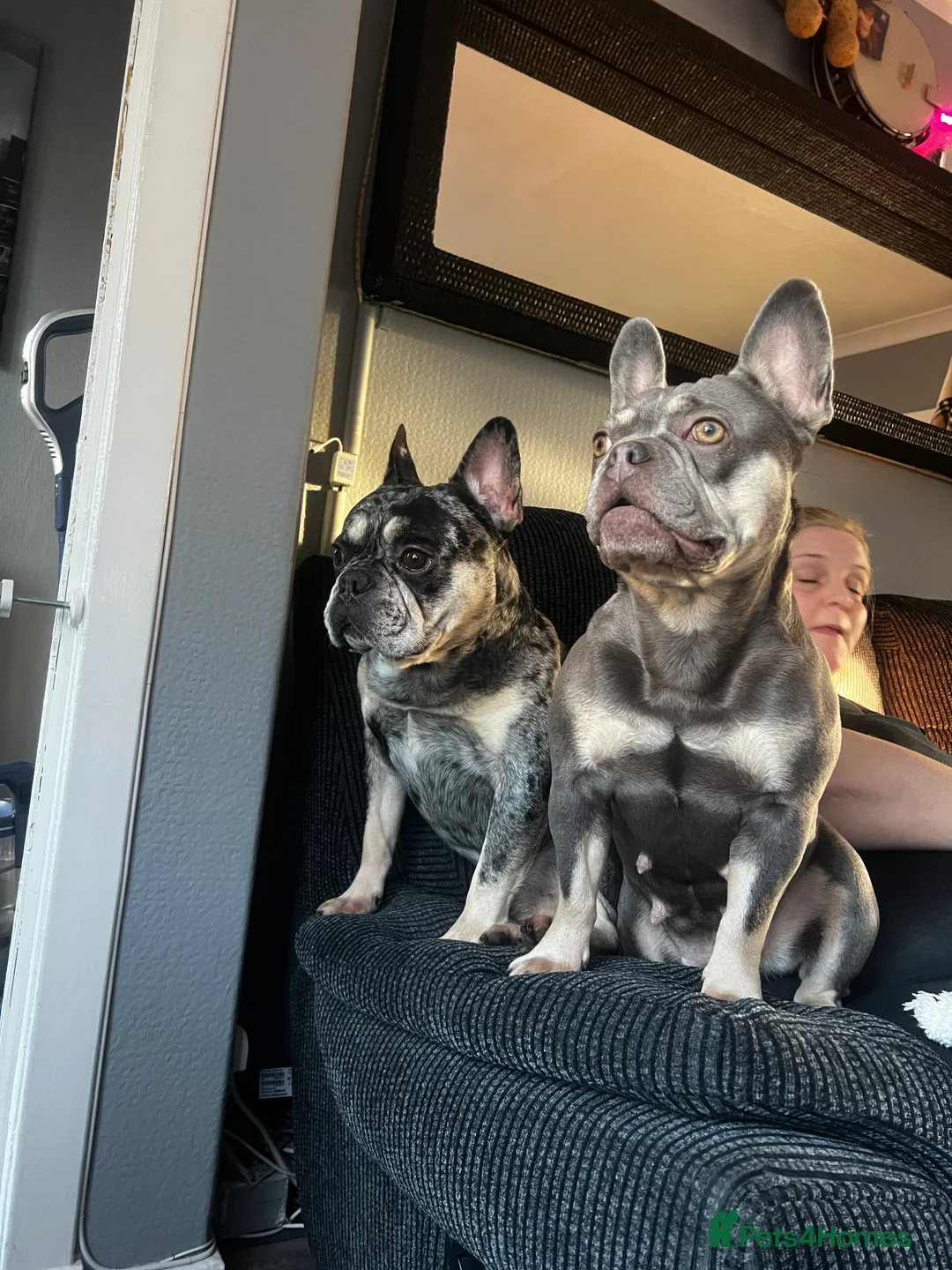 French Bulldog dogs for sale: 2 beautiful freindly french bulldogs for rehome  - Advert 4