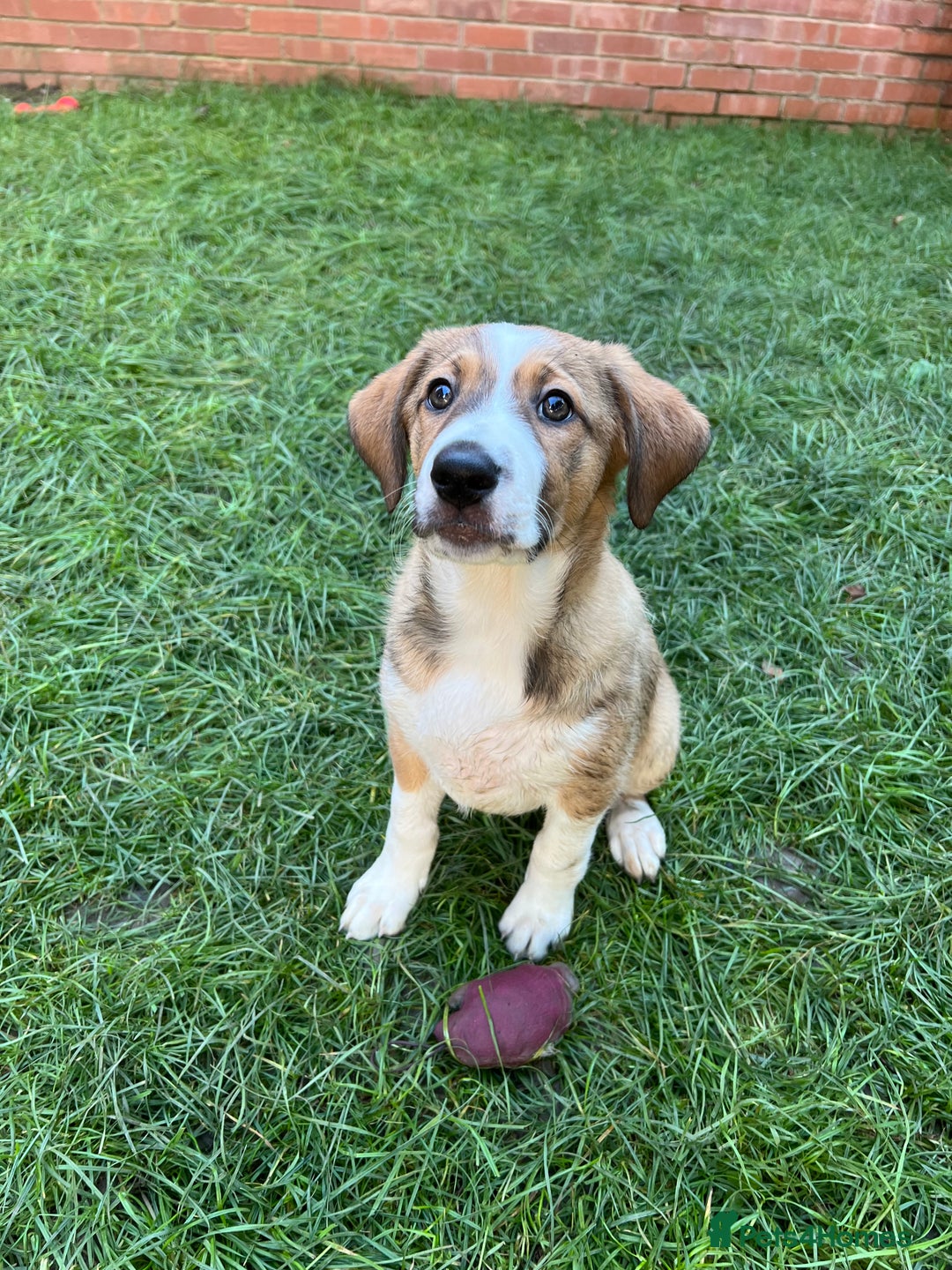Mixed Breed dogs for sale: Border Collie / Polish Hunting Dog mix puppies - Advert 4