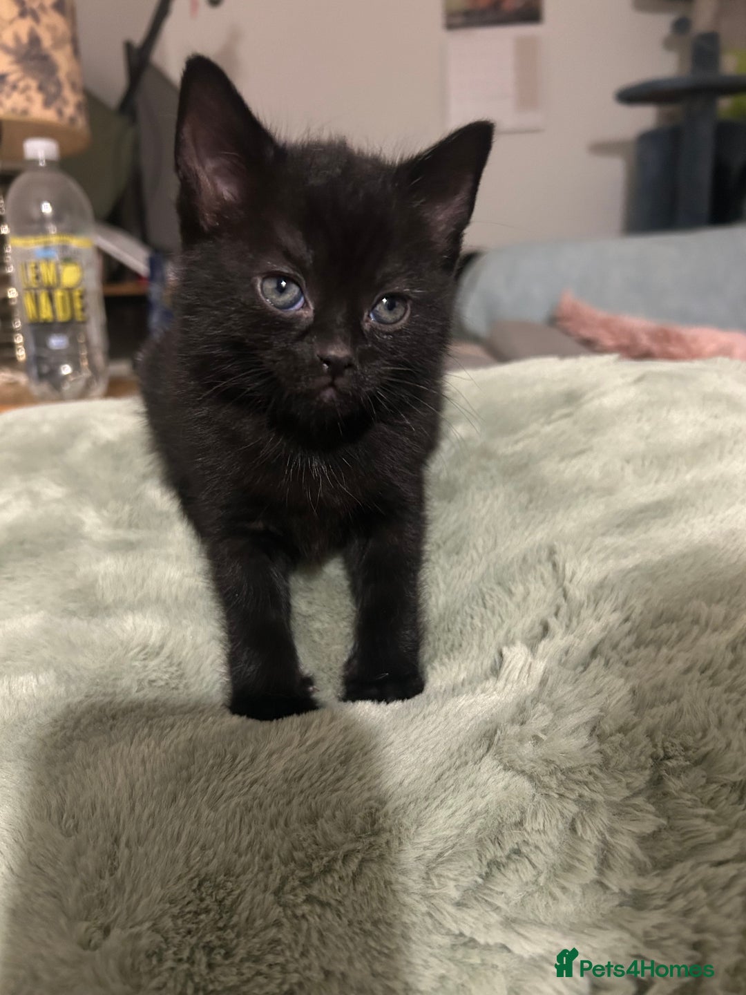 Ragdoll cats for sale: RUSSIAN DOLL kittens (1 left) - Advert 3