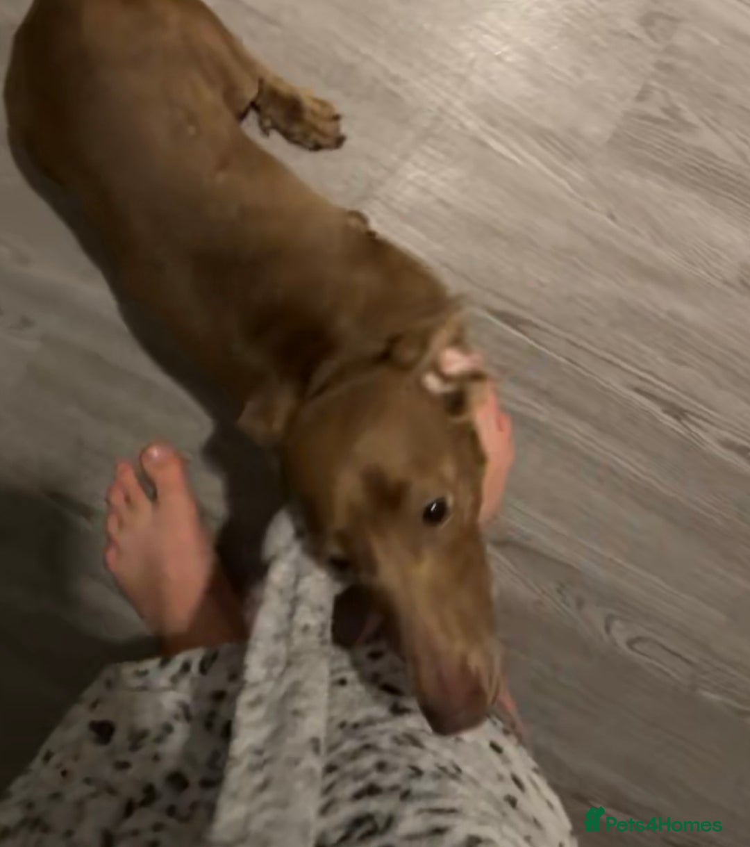 Dachshund dogs for sale: 1 year old female dachshund  - Image 3
