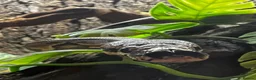Python Snake reptiles for sale: Male VPI axanthic royal python in London - Advert 4
