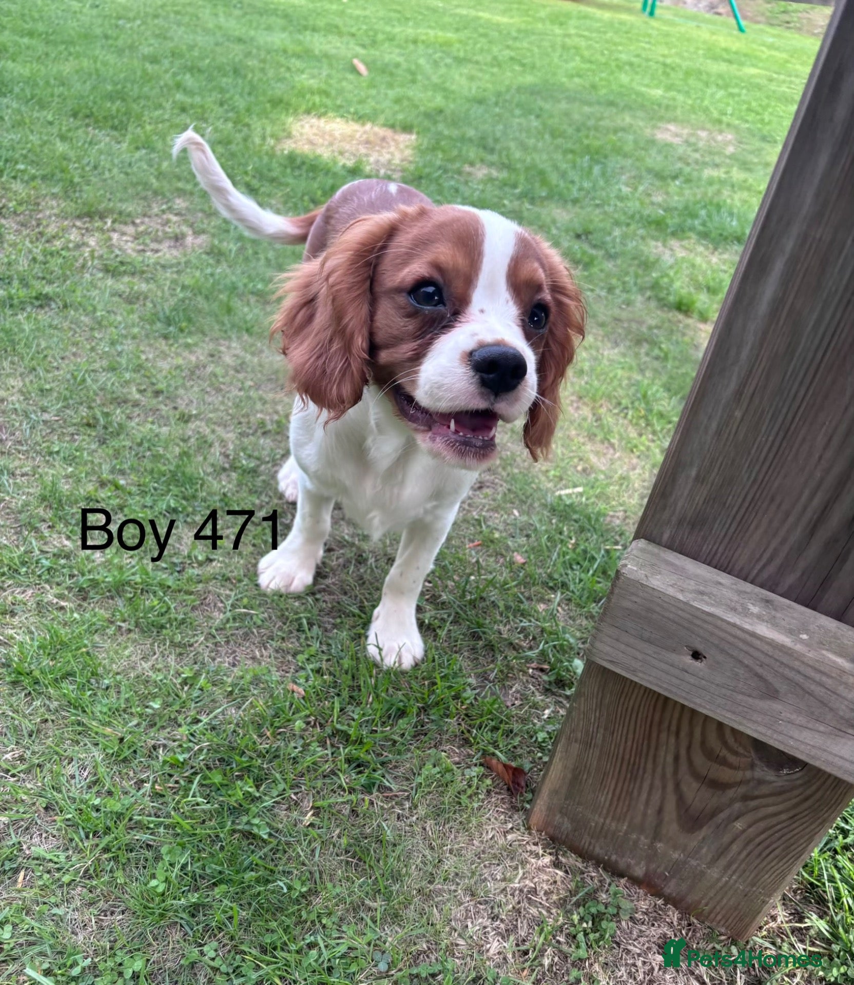 Cavalier King Charles Spaniel dogs Gorgeous chunky little puppies READY now - Advert 2