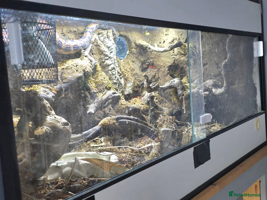 Snake reptiles for sale: Female Rainbow boa - Image 4