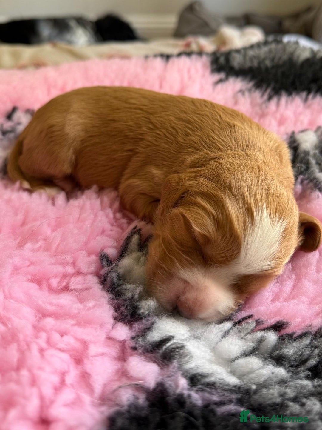 Cocker Spaniel dogs for sale: Gorgeous KC registered Working Cocker Spaniels - Image 10