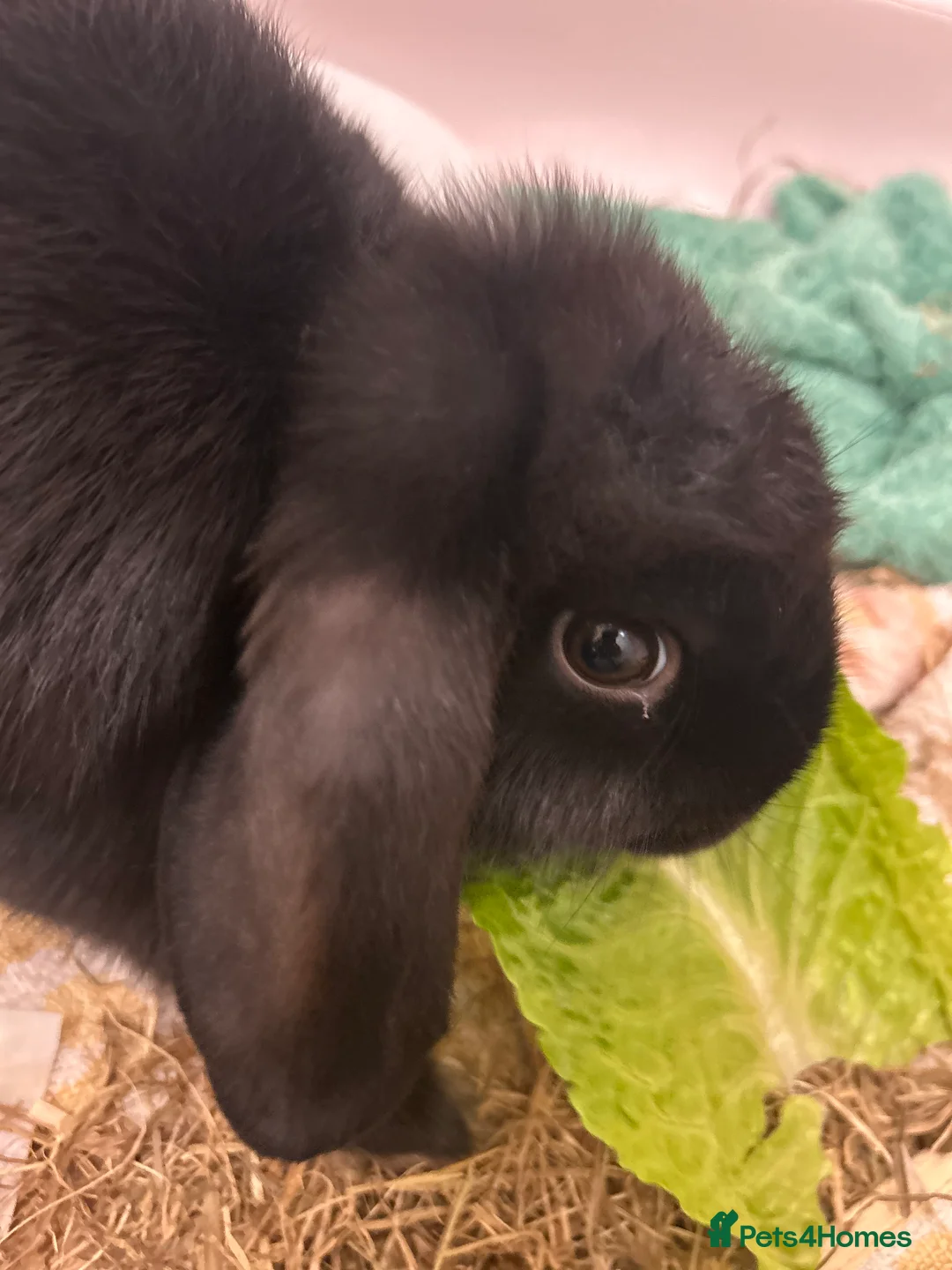 Mini Lop rabbits for sale: Mini lop boys  in Wolverhampton - Advert 2