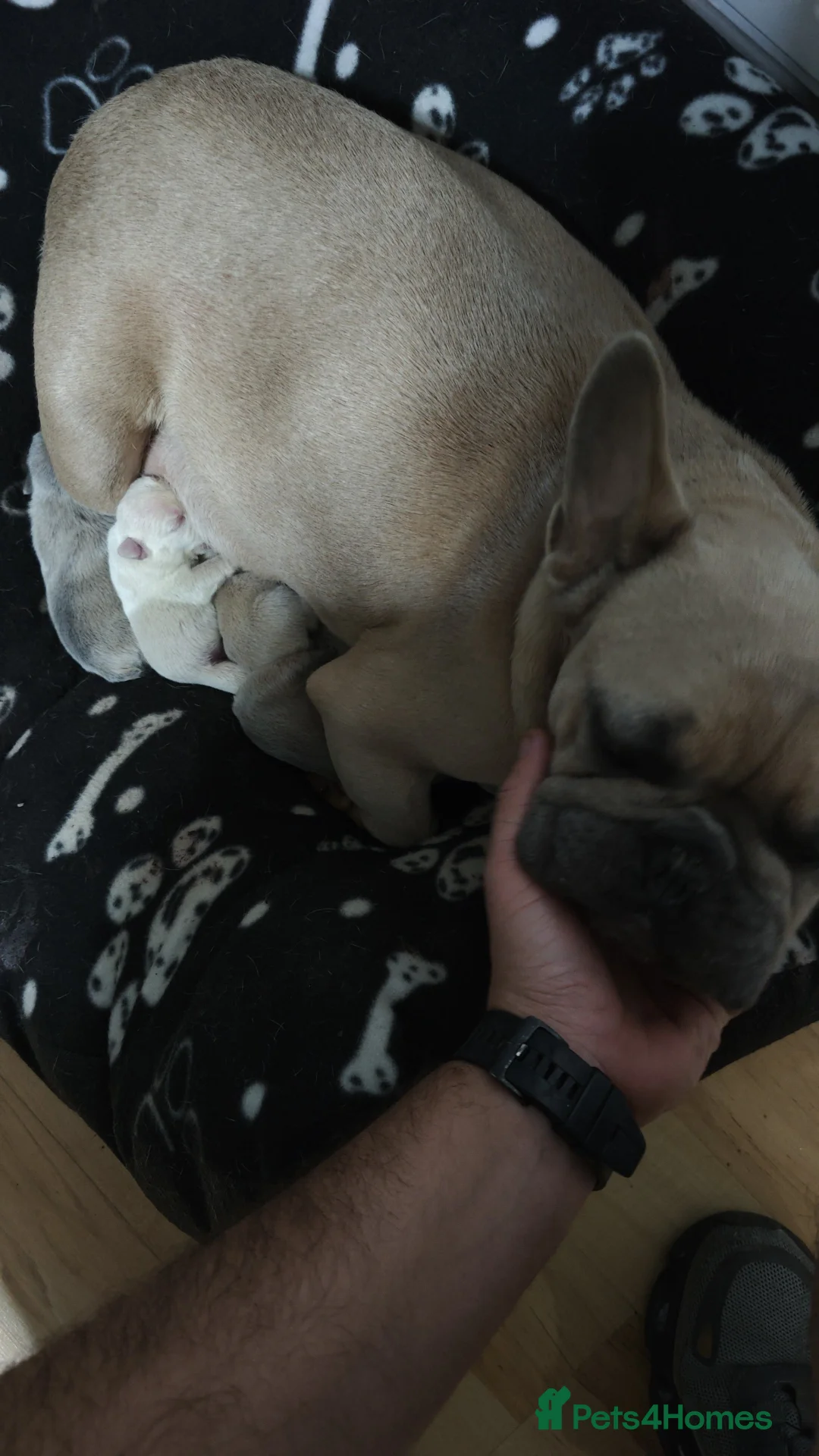 Gallery Image {{count}}