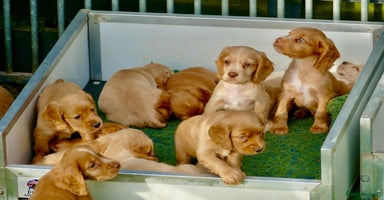 Cocker Spaniel dogs - Advert 10