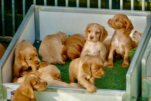 Cocker Spaniel dogs - Advert 10