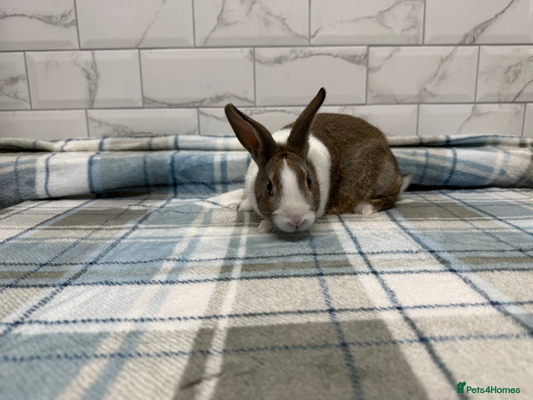 Dutch rabbits for sale: Baby Dutch Rabbits For Sale - Advert 2