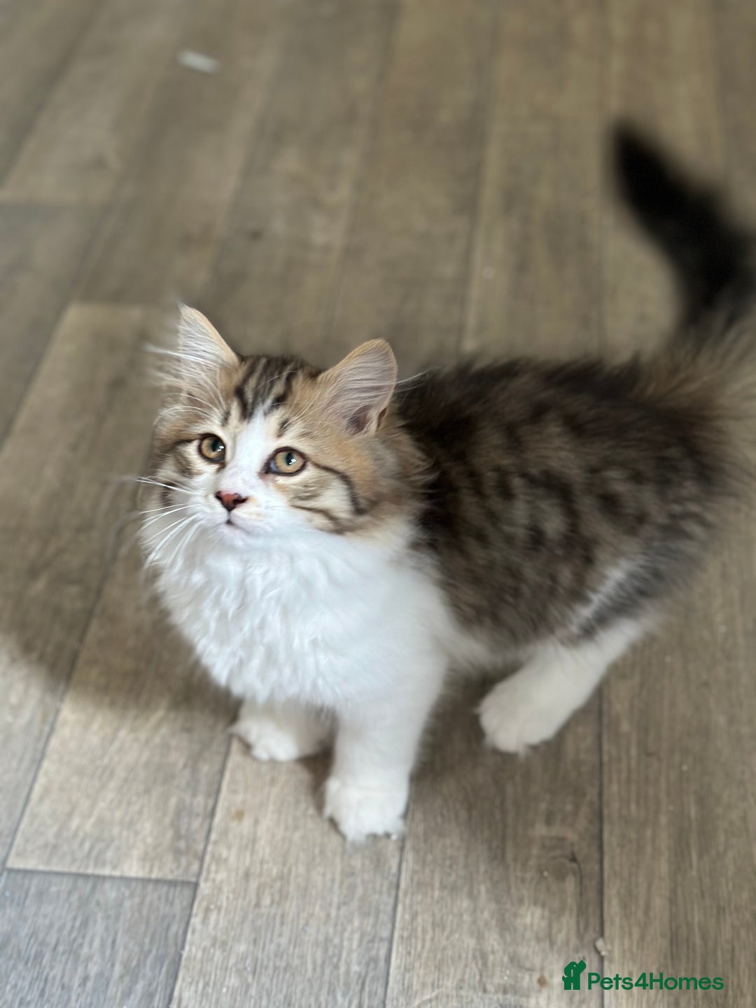 Siberian cats for sale: TICA Hypoallergenic Siberian Kittens family raised - Image 4