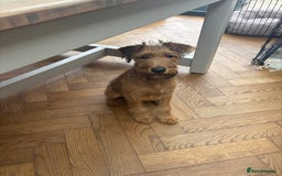 Irish Terrier dogs for sale: Beautiful Irish Terrier Pup for sale (9months old) - Image 8