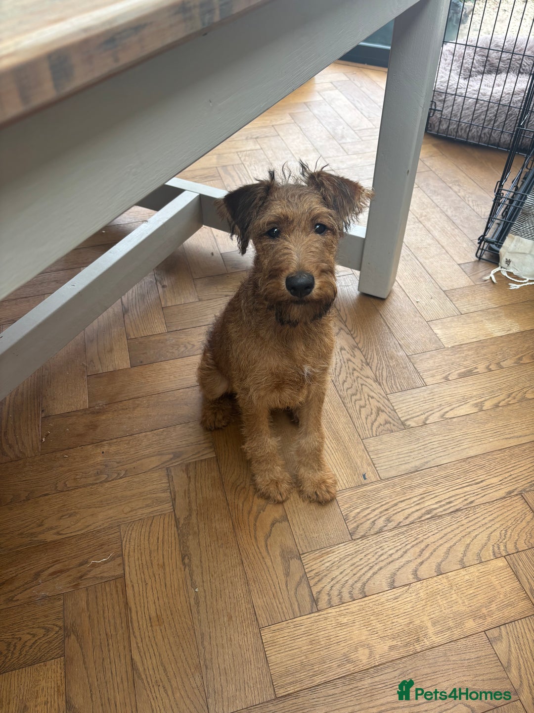 Irish Terrier dogs for sale: Beautiful Irish Terrier Pup for sale (9months old) - Image 8