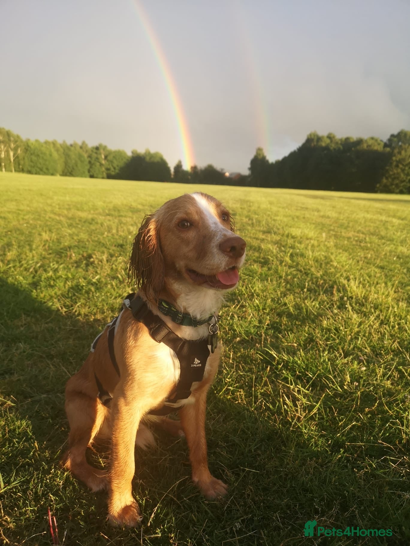 Cocker Spaniel dogs Cocker Spaniel - 9 months old 🐶  - Advert 3