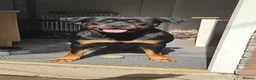 Rottweiler dogs for sale: Rottweiler puppies  - Advert 13