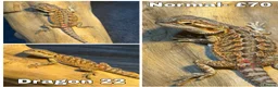 Bearded Dragon reptiles for sale: Bearded Dragons Ready To Reserve - Advert 22