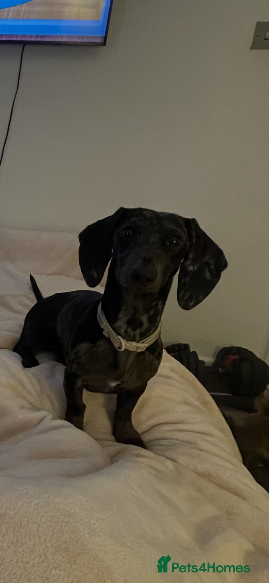 Dachshund dogs Black & silver Dapple - Advert 2