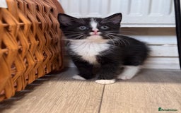 Mixed Breed cats for sale: Mixed breed kittens looking for good forever homes - Image 1