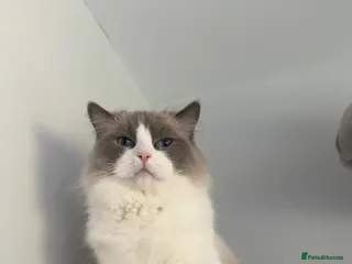 Ragdoll cats Ragdoll stud - Advert 5