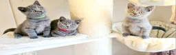 British Shorthair cats for sale: British shorthair blue kittens  - Advert 7