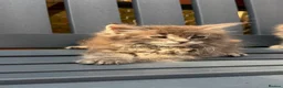 Maine Coon cats for sale: GCCF Fully Registered Maine Coon Kittens  - Advert 5