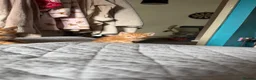 Mixed Breed cats for sale: 2 stunning mixed breed kittens  - Advert 11