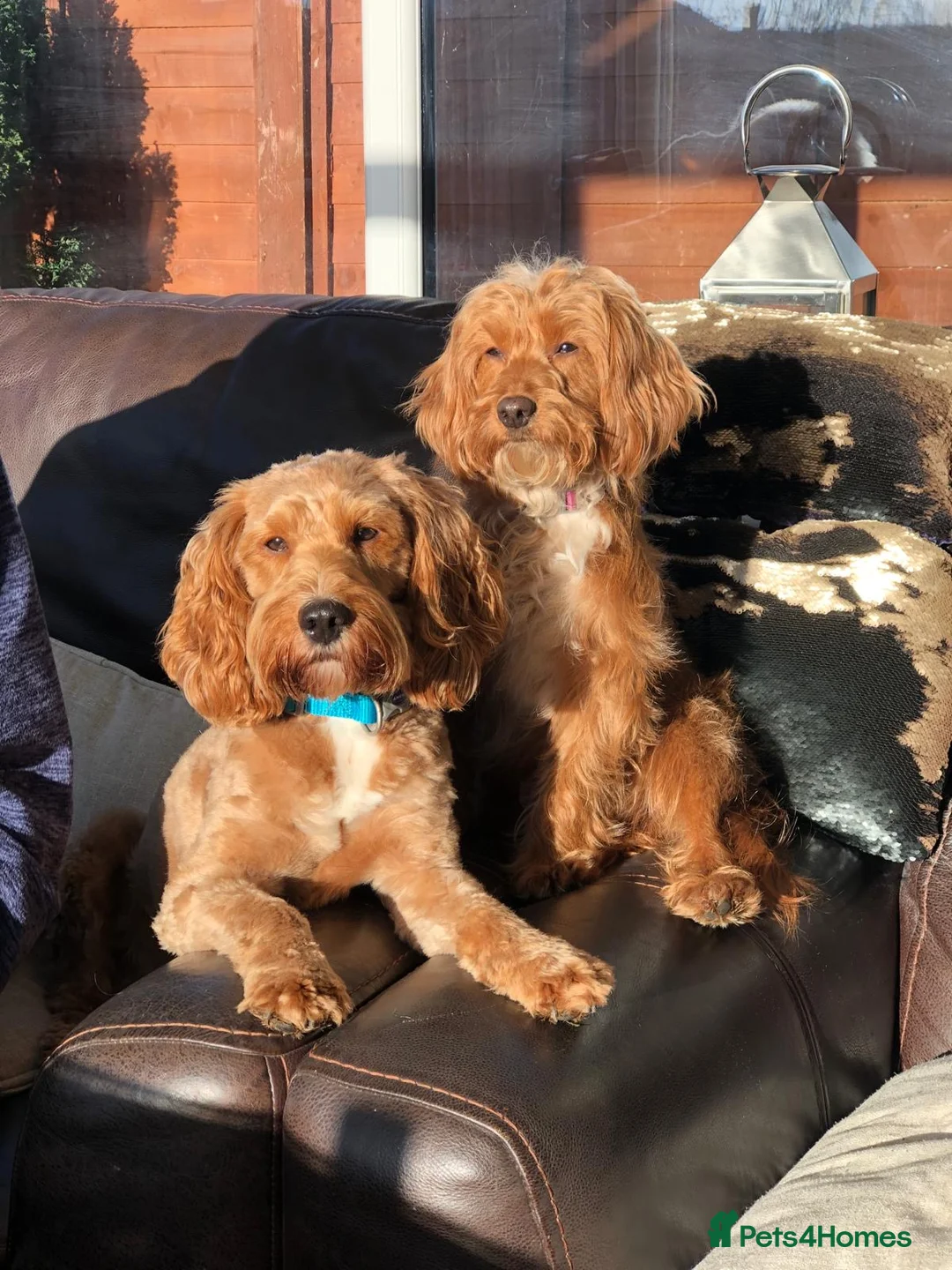 Cockapoo dogs for sale: Beautiful Cockapoo Puppies Due 6/3/26 - Advert 2