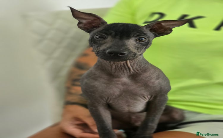 Mexican Hairless dogs in Newcastle upon Tyne - Advert 1