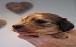 Miniature Dachshund dogs for sale: Mini L/H Dachshund female only - Image 2