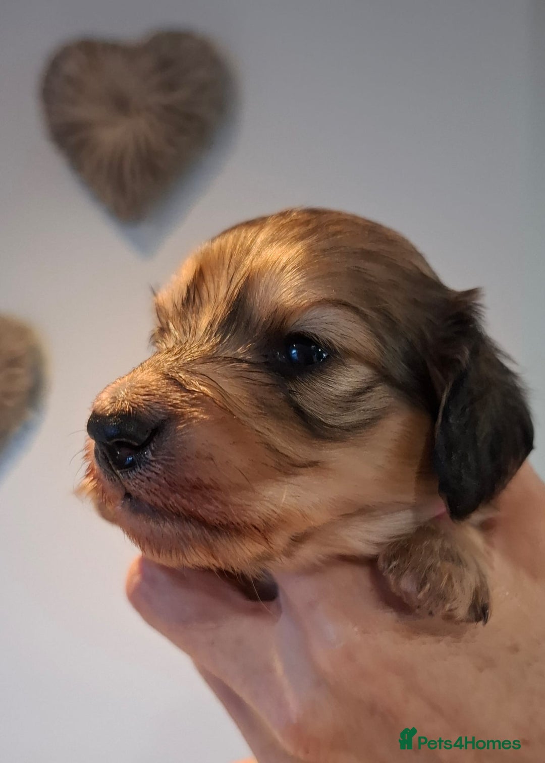 Miniature Dachshund dogs for sale: Mini L/H Dachshund female only - Image 2