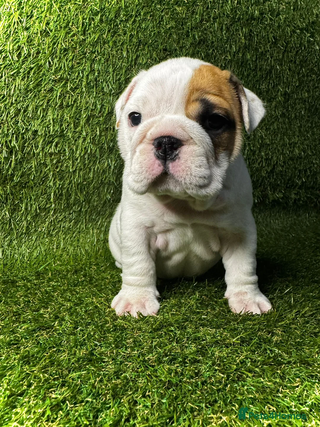 English Bulldog dogs for sale: English Bulldog Puppies - Advert 5