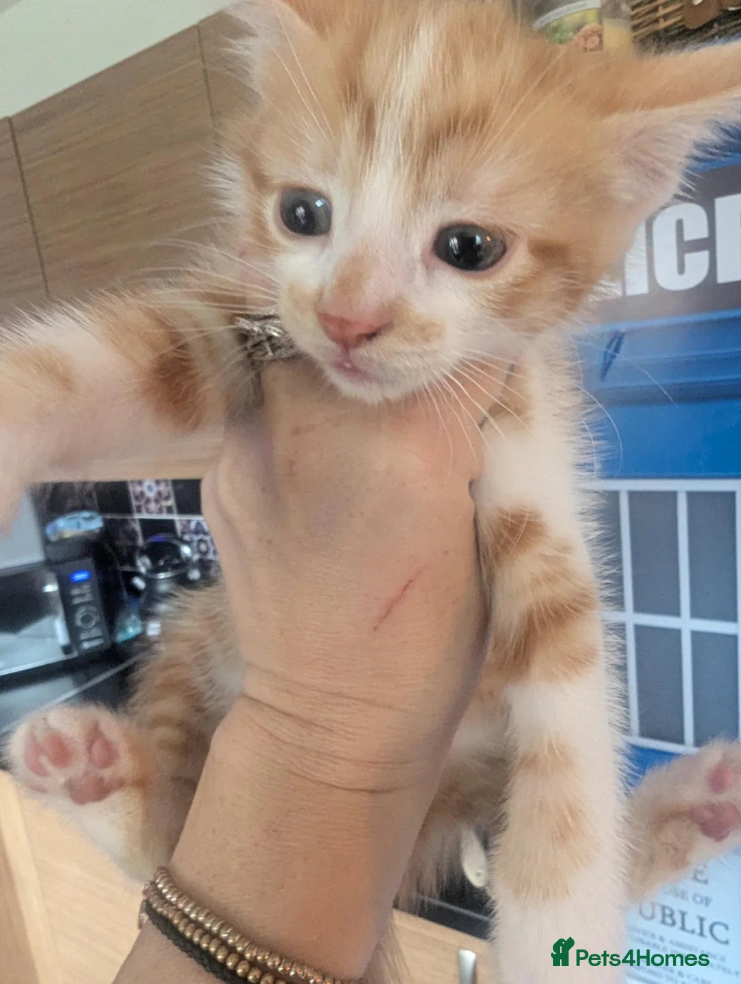 Mixed Breed cats for sale: Ginger and white male kitten  - Advert 4