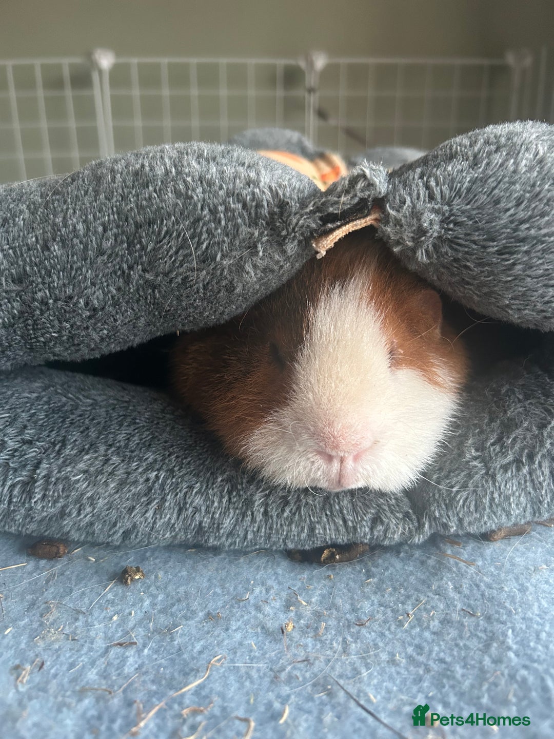 Guinea Pig rodents for sale: Male teddy pig - Advert 2