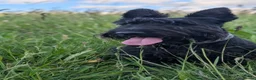 Scottish Terrier dogs for stud: 🐾 BONGO | SCOTTISH TERRIER AT STUD 🐾 in Cambridge - Advert 6