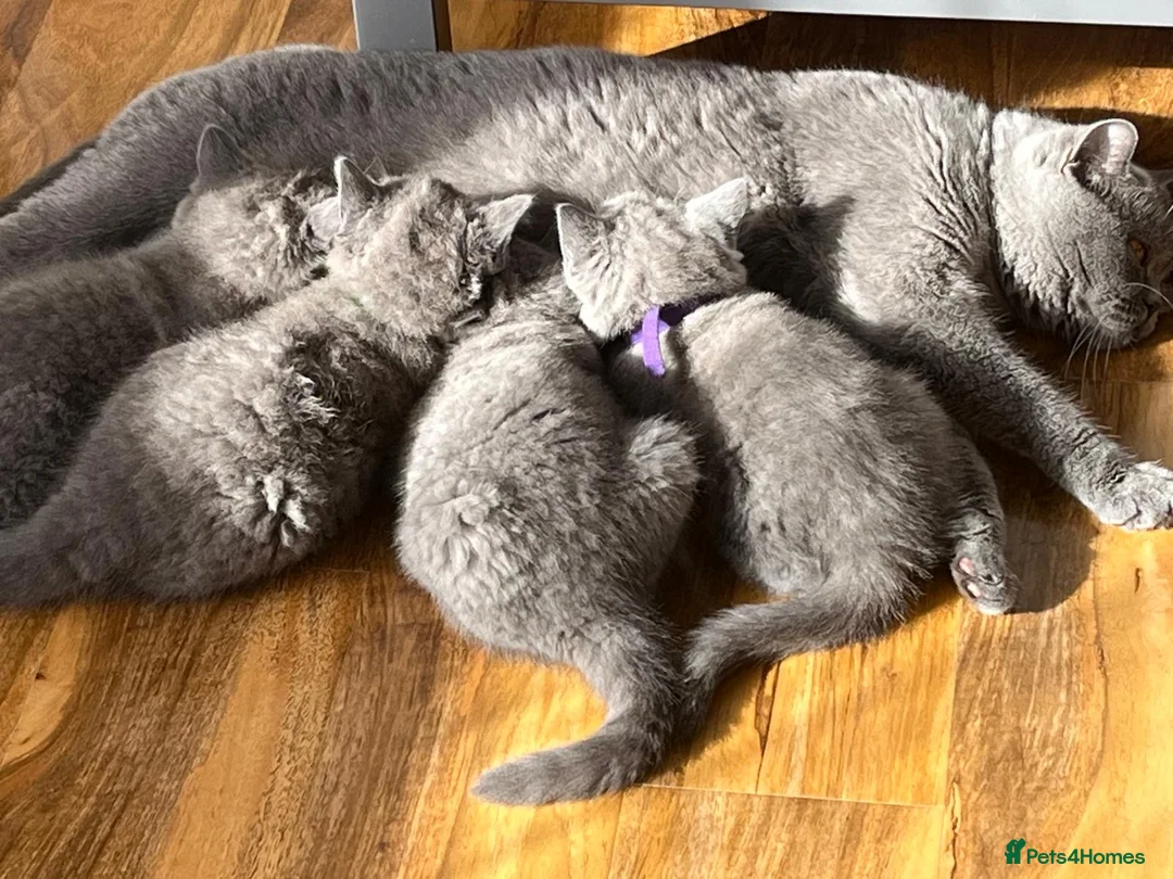 British Shorthair cats for sale: Lovely british shorthair kittens  - Advert 2