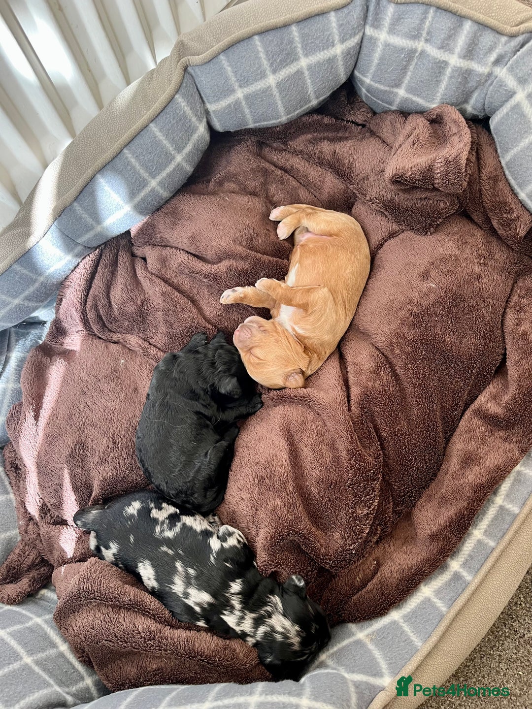 Mixed Breed dogs for sale: Tibetan Doodle Puppies 2 Boys 1 Girl - Image 4