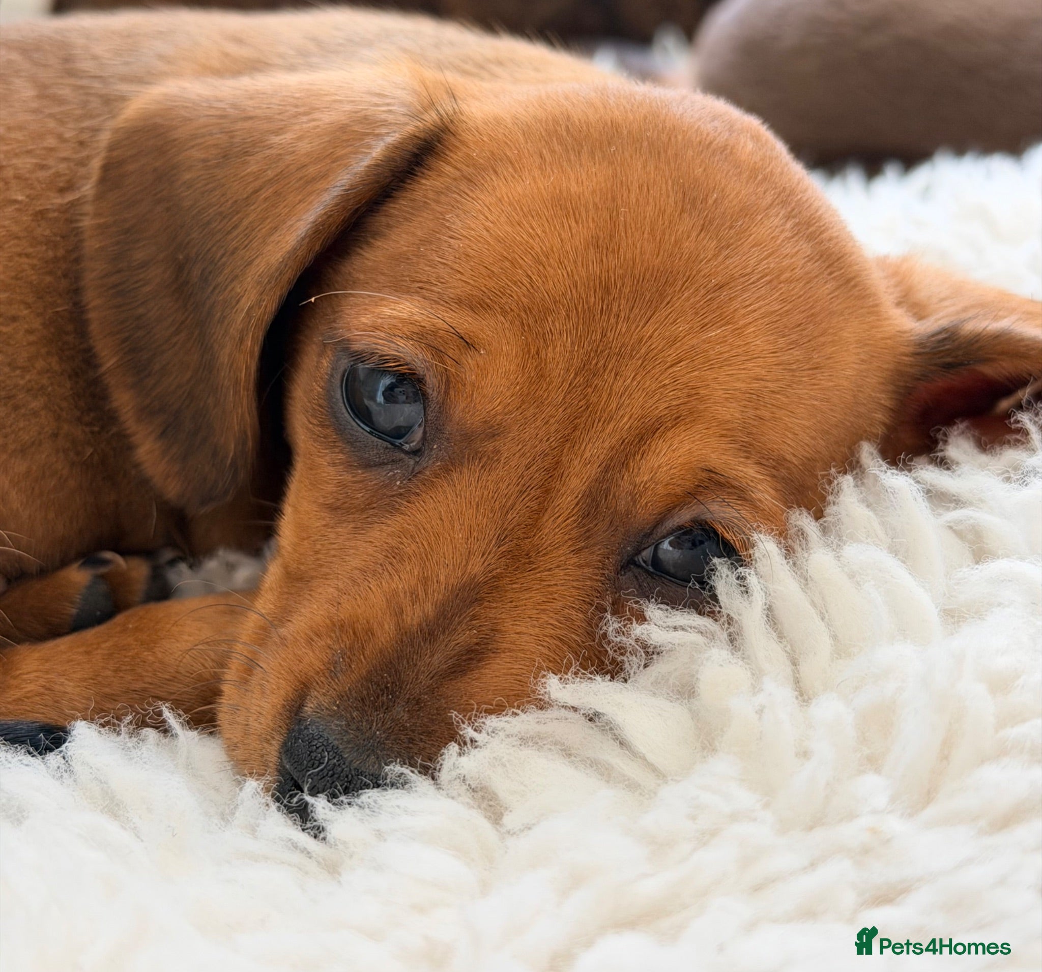 Miniature Dachshund dogs KC PRA Clear Champion Line Dapple Mini Dachshunds  - Advert 2