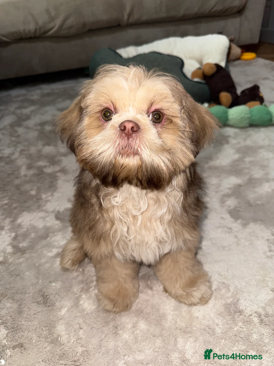 Shih Tzu dogs for sale: Shih Tzu puppy - Advert 1