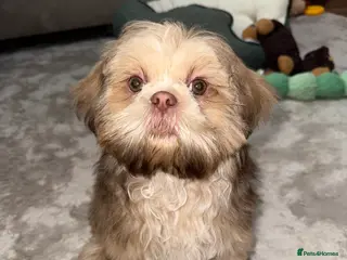 Shih Tzu dogs Shih Tzu puppy - Advert 1