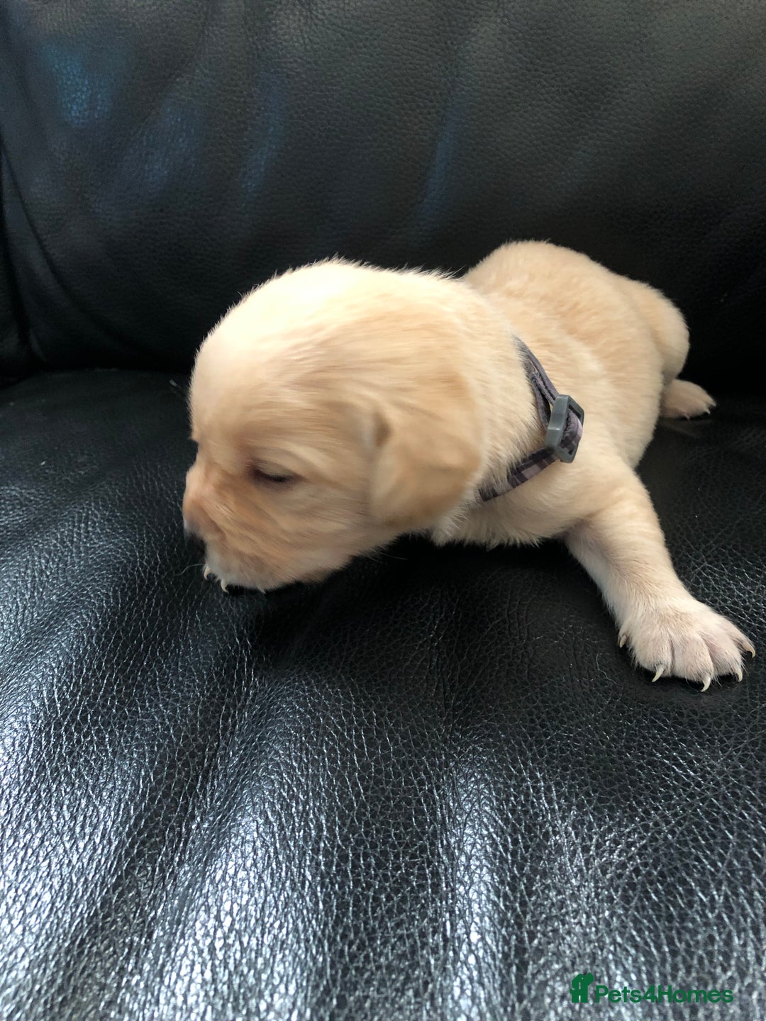 Labrador Retriever dogs for sale: Labrador pups - Advert 12