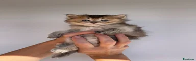 Scottish Fold 6