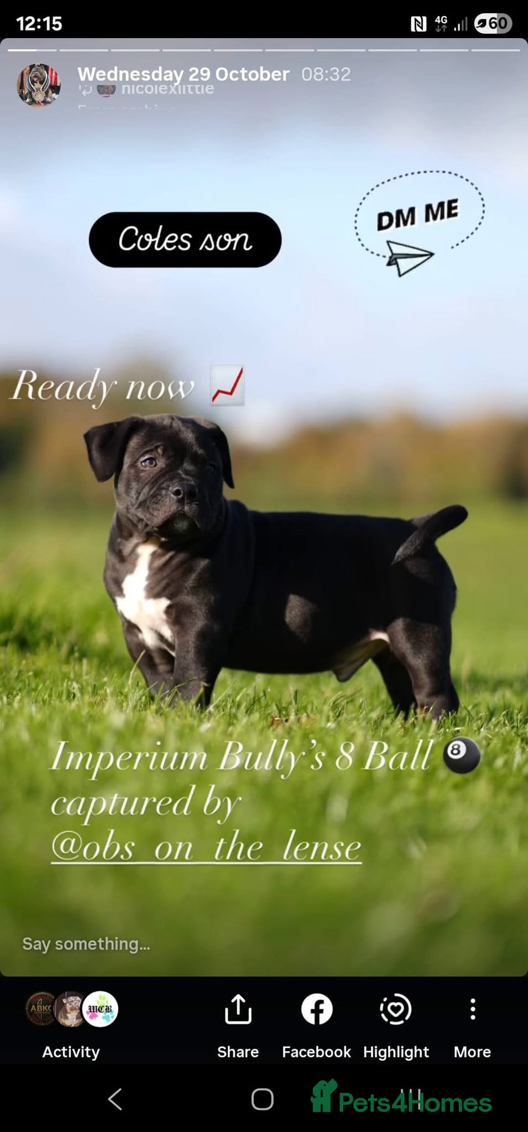 American Bully dogs for sale: 🏆Champion Cole pups 🏆 - Image 1
