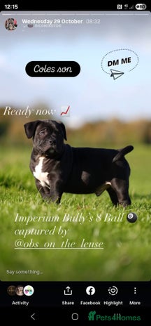 American Bully dogs - Advert 1