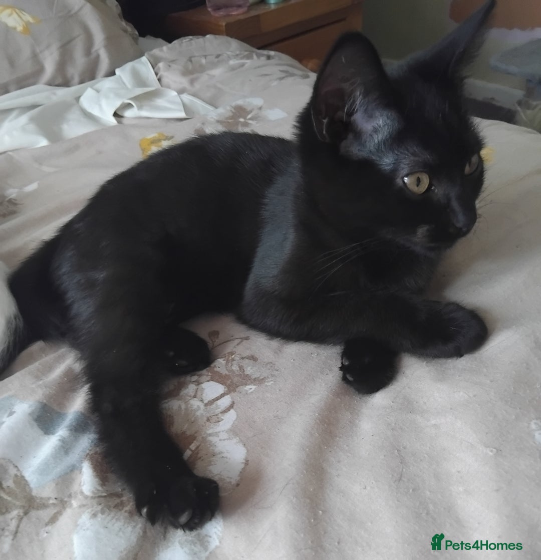 Domestic Shorthair cats for sale: 3 male kittens - Image 6