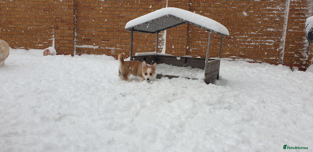Welsh Corgi Pembroke dogs for sale: Exceptional Corgi Puppies ready now!!! - Advert 11
