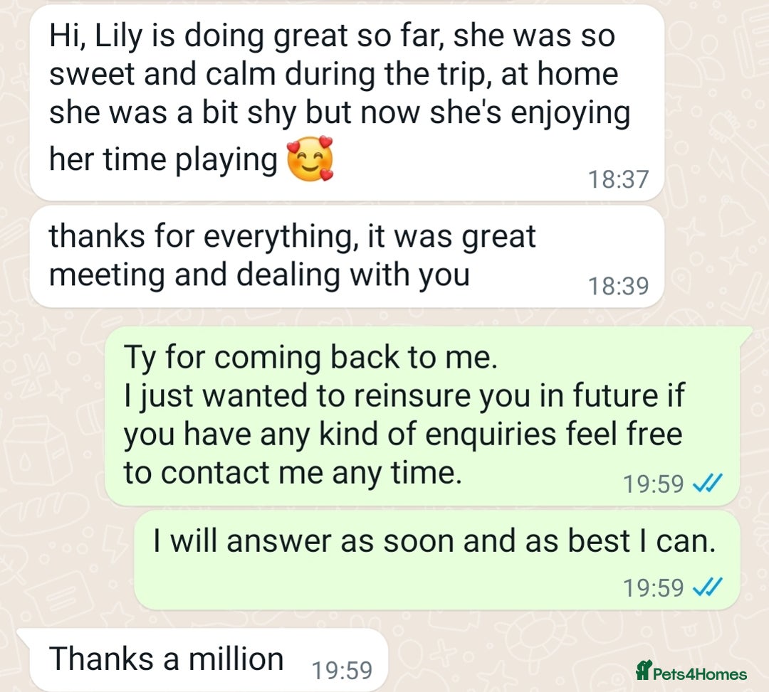 British Shorthair cats for sale: Your Furry Fantasy Awaits! - Image 22