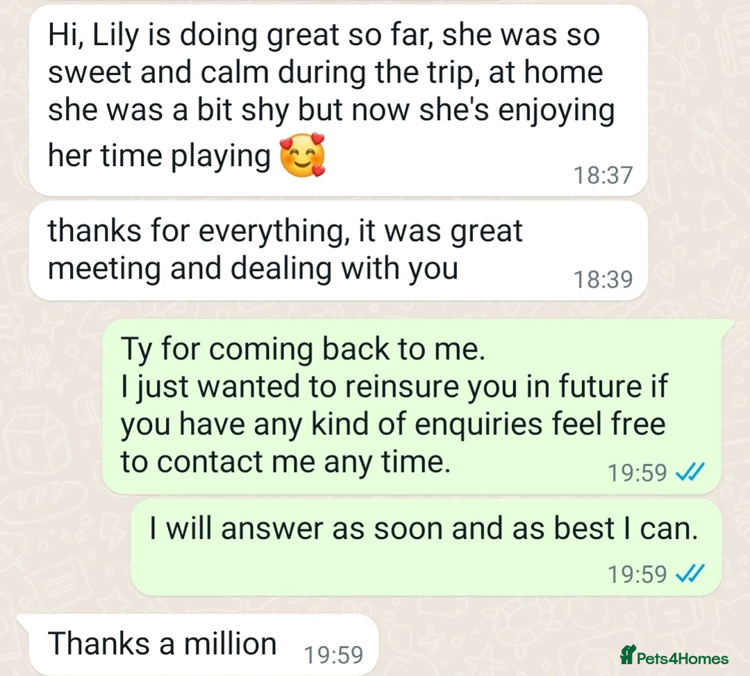 British Shorthair cats for sale: Your Furry Fantasy Awaits! - Advert 21