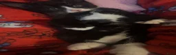 Mixed Breed cats for sale: Beautiful male kittens in Gosport - Advert 4