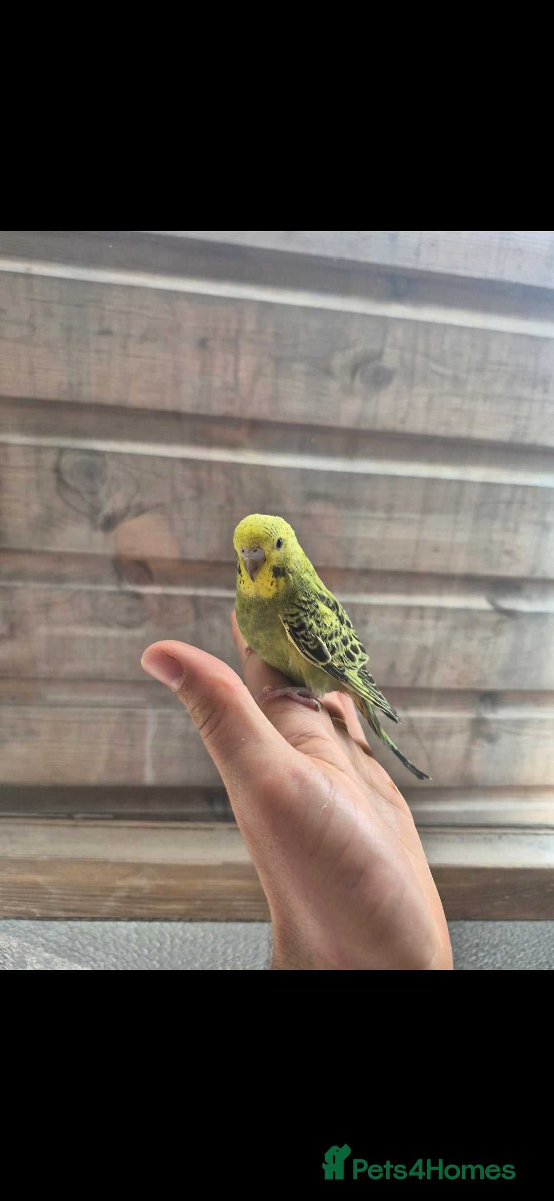 Budgerigars birds for sale: Baby Budgies £25, Male/Female £20/25Cockatiels £80 - Advert 8