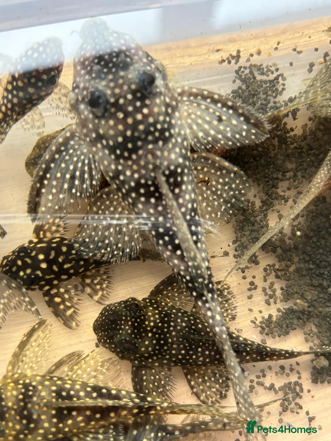 Plecos fish for sale: L136b-c grades. Young to adults.  - Advert 6