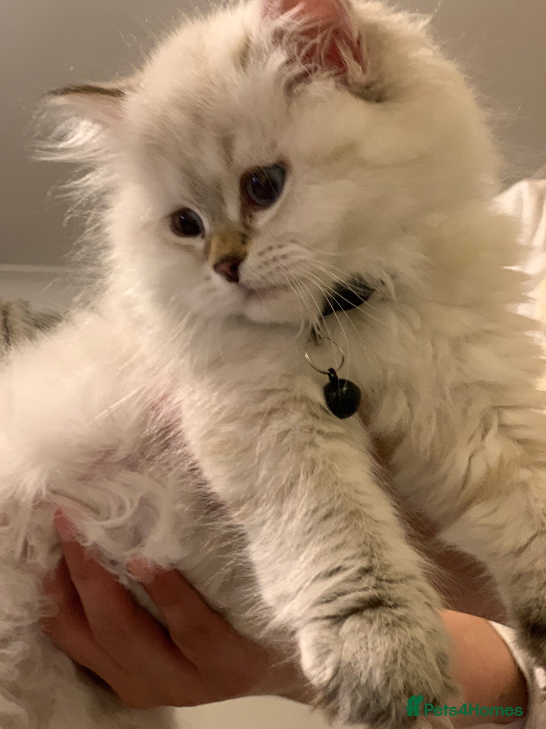 Siberian cats for sale: Playful 9-Week-Old Siberian Kitten for Sale 🐾 - Image 3